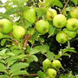 Guava Live Fruit Tree - Tropical Planting - 9-15 inch Tall - Image 7