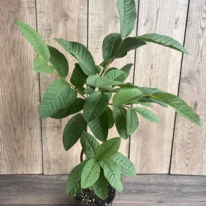 Guava Live Plant in 6