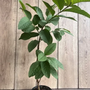 Guava Live Plant in 6