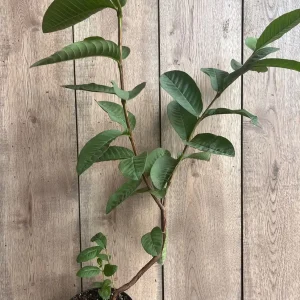Guava Live Plant in 6