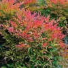 Gulf Stream Heavenly Bamboo Nandina Live Plant – 4 inch Pot – Outdoor Shrub - Image 1