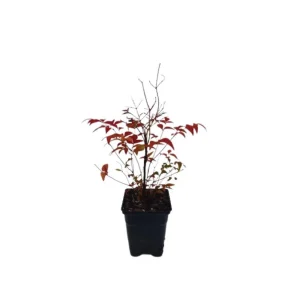 Gulf Stream Heavenly Bamboo Nandina Live Plant – 4 inch Pot – Outdoor Shrub - Image 2