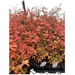Gulf Stream Heavenly Bamboo Nandina Live Plant – 4 inch Pot – Outdoor Shrub - Image 4