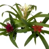 Guzmania Bromeliad Live Plant Collection - 3 Plants in 4" Pots - Indoor - Image 1