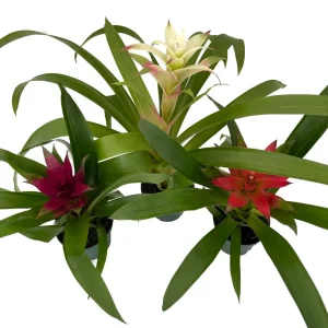 Guzmania Bromeliad Live Plant Collection - 3 Plants in 4