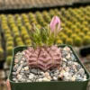 Gymnocalycium Rotundulum Cactus - Pink Cactus Live Plant in 3.5 inch Pot - Image 1