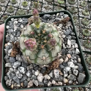 Gymnocalycium Rotundulum Cactus - Pink Cactus Live Plant in 3.5 inch Pot - Image 4