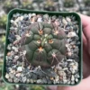 Gymnocalycium Saglionis Cactus Live Plant - Giant Chin Cactus in 3 inch Pot - Image 1