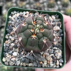 Gymnocalycium Saglionis Cactus Live Plant - Giant Chin Cactus in 3 inch Pot - Image 3