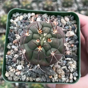 Gymnocalycium Saglionis Cactus Live Plant - Giant Chin Cactus in 3 inch Pot - Image 1