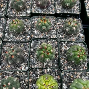 Gymnocalycium Saglionis Cactus Live Plant - Giant Chin Cactus in 3 inch Pot - Image 6