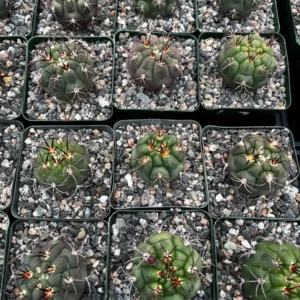 Gymnocalycium Saglionis Cactus Live Plant - Giant Chin Cactus in 3 inch Pot - Image 7