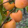 Hachiya Persimmon Tree - 2 Ft Tall Grafted Live Plant - Ship in 6" Pot - Image 1