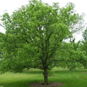 Hackberry Tree (Celtis occidentalis) Live Bare Root Plant - 16+ Inches Outdoor - Image 3