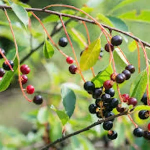 Hackberry Tree Plant 12-24in Tall – Sugar Berry Tree, Bare Root, Zones 3-9 - Image 4