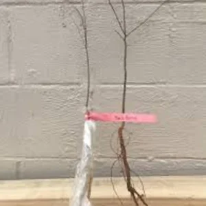 Hackberry Tree Plant (3 Pack) - 12-24in Tall Sugarberry Bare Root Tree - Image 2