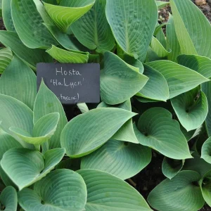 Halcyon Hosta Bareroot Plant - Hardy Perennial, Blue Foliage, Zones 3-9 - Image 1