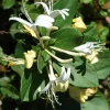 Halliana Honeysuckle Live Plant – Lonicera Japonica – 1-2 ft Tall – 6 inch Pot - Image 1