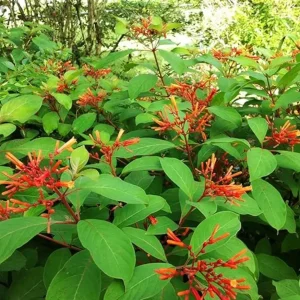 Hamelia Dwarf Live Plants – 2-Pack, 4-6