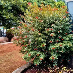 Hamelia Dwarf Live Plants – 2-Pack, 4-6