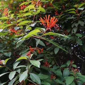 Hamelia Dwarf Live Plants – 2-Pack, 4-6