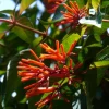 Hamelia Mexican Firebush Live Plant Set - 2 Pack, 4-6" Tall - Butterfly & Hummingbird Attracting Shrub - Image 1