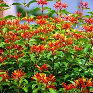 Hamelia Mexican Firebush Live Plant Set - 2 Pack, 4-6