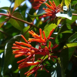 Hamelia Mexican Firebush Live Plant Set - 2 Pack, 4-6" Tall - Butterfly & Hummingbird Attracting Shrub - Image 1