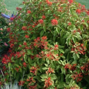 Hamelia Mexican Firebush Live Plant Set - 2 Pack, 4-6