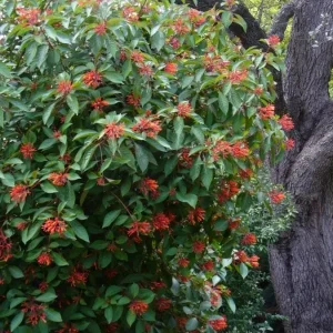 Hamelia Mexican Firebush Live Plant Set - 2 Pack, 4-6