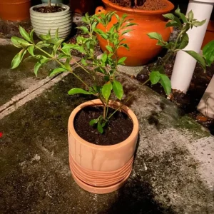 Hamelia Mexican Firebush Live Plant Set - 2 Pack, 4-6