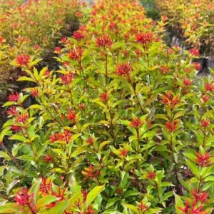 Hamelia Mexican Firebush Live Plants - 2 Pack - 4-6 inches - Hummingbird Magnet - Image 10