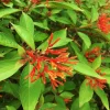 Hamelia Mexican Firebush Live Plants - 2 Pack - 4-6 inches - Hummingbird Magnet - Image 1