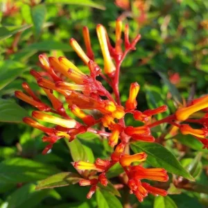 Hamelia Mexican Firebush Live Plants - 2 Pack - 4-6 inches - Hummingbird Magnet - Image 3