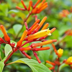 Hamelia Mexican Firebush Live Plants - 2 Pack - 4-6 inches - Hummingbird Magnet - Image 5