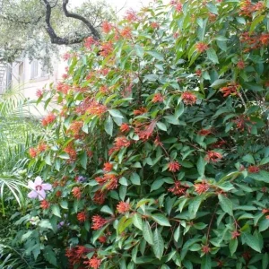 Hamelia Mexican Firebush Live Plants - 2 Pack - 4-6 inches - Hummingbird Magnet - Image 8