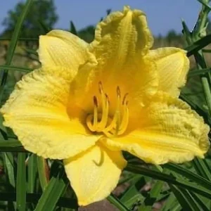 Happy Returns Daylily Bare Root - Lemon Yellow Perennial Plant, Fragrant, Reblooming, 18