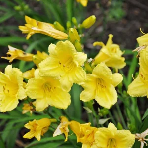 Happy Returns Daylily Bare Root - Lemon Yellow Perennial Plant, Fragrant, Reblooming, 18