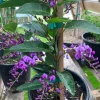 Hardenbergia Violacea 'Happy Wanderer' Live Vine – 6 inch Pot – Outdoor Flowering - Image 1