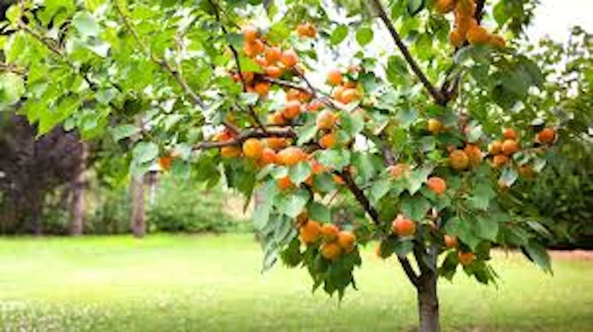 Hardy Apricot Tree Live Plant - Prunus armeniaca Fruit Starter, Deciduous Outdoor - Image 3