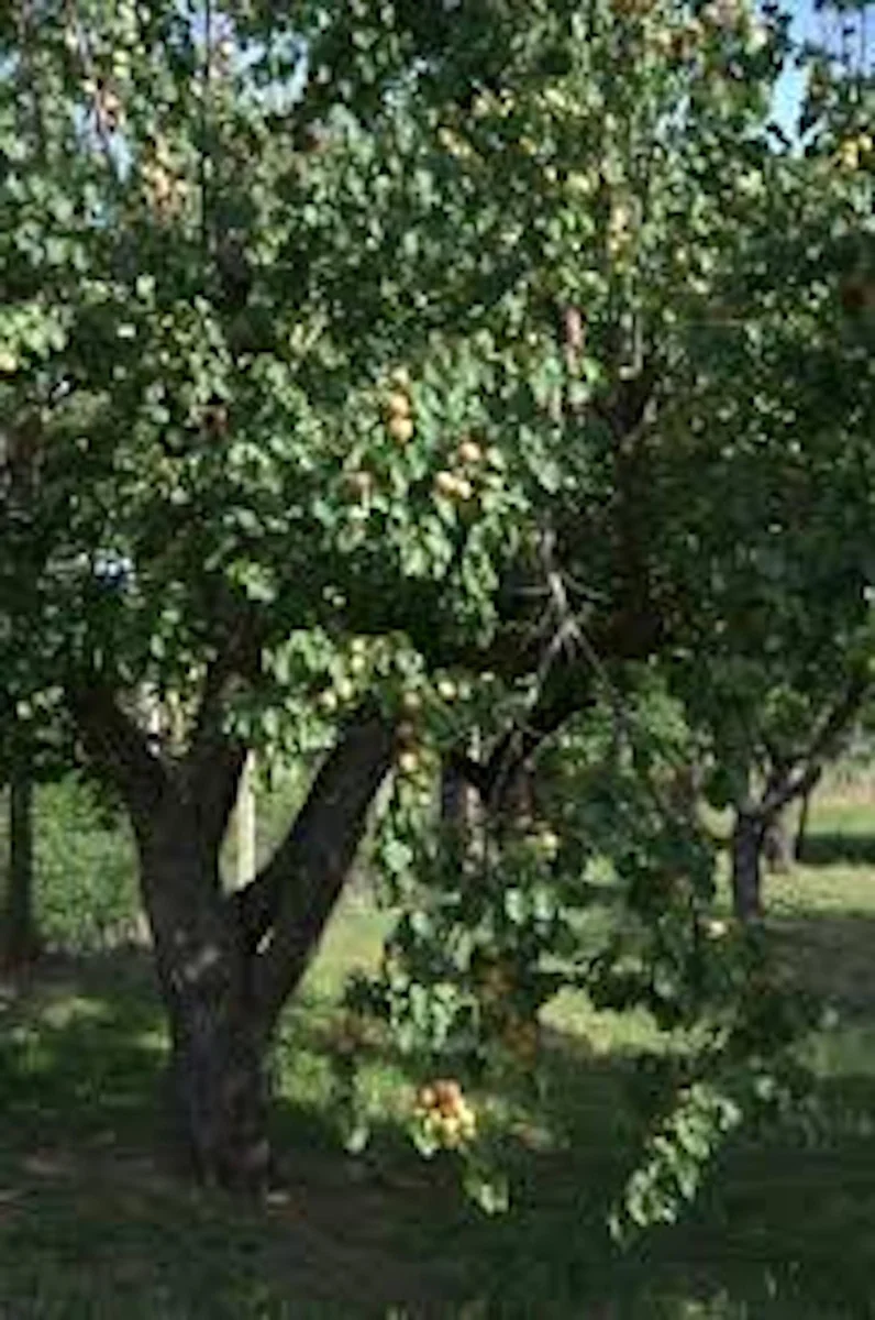 Hardy Apricot Tree Live Plant - Prunus armeniaca Fruit Starter, Deciduous Outdoor - Image 4