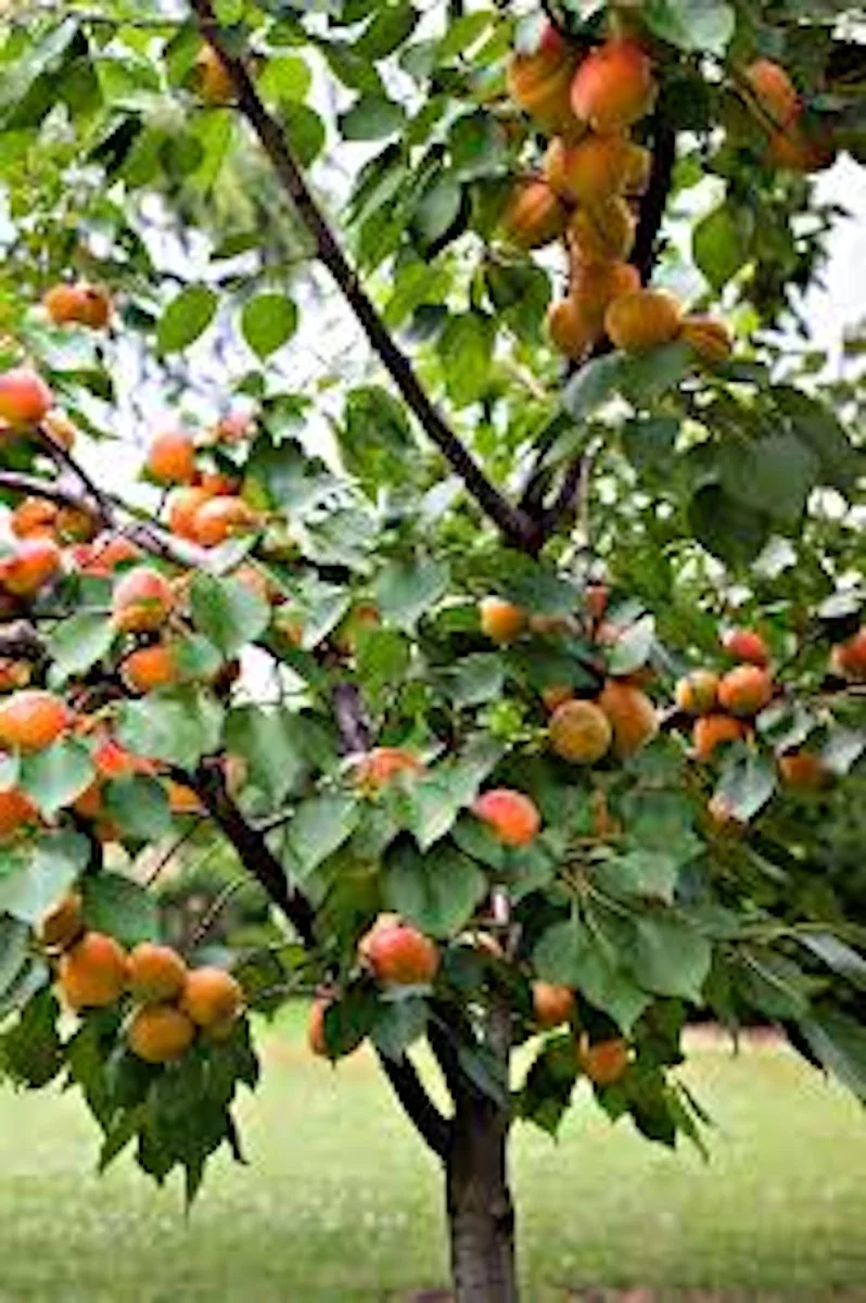 Hardy Apricot Tree Live Plant - Prunus armeniaca Fruit Starter, Deciduous Outdoor - Image 1