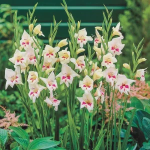 Hardy Gladiolus Bulbs – Perennial Flowering Plants for Summer Gardens - Image 3