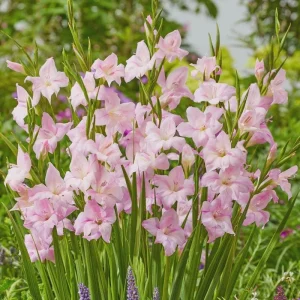 Hardy Gladiolus Bulbs – Perennial Flowering Plants for Summer Gardens - Image 4