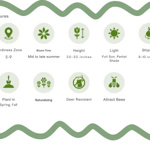 Hardy Gladiolus Bulbs – Perennial Flowering Plants for Summer Gardens - Image 6