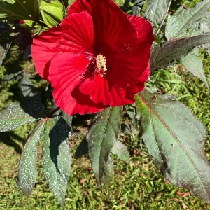 Hardy Hibiscus Mix Live Plant - 4'' Pot - Perennial Outdoor Flower - Image 6
