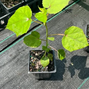 Hardy Hibiscus Mix Live Plant - 4'' Pot - Perennial Outdoor Flower - Image 8