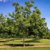 Hardy Pecan Tree (Carya illinoinensis) Live Plant 3.5in Pot 10-16in Tall - Image 1