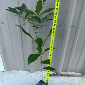 Hardy Pecan Tree (Carya illinoinensis) Live Plant 3.5in Pot 10-16in Tall - Image 3