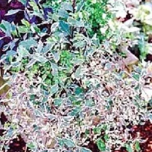 Harlequin Variegated Honeysuckle Vine Live Plant - 2.5